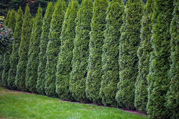 Row of Arborvitae evergreen trees