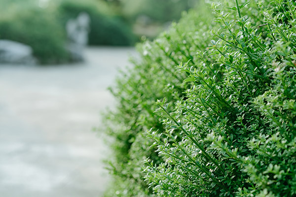 Close up of a Boxwood shrub