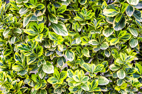 Close up of a Euonymus