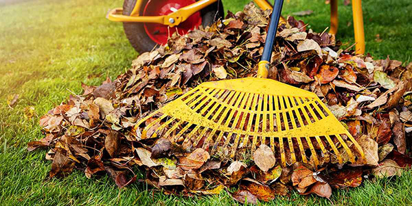 Leaves raked into a pile.