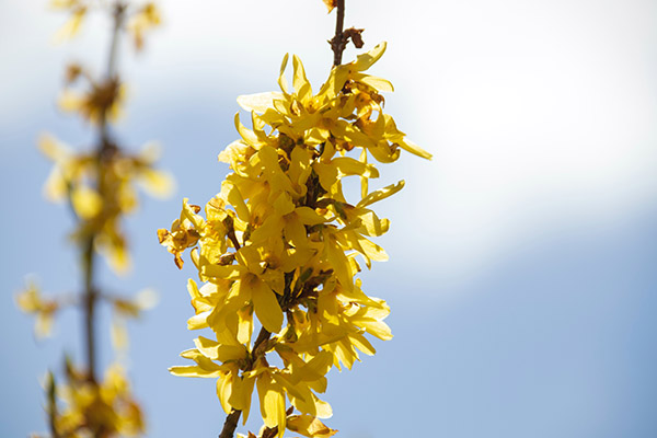 Close up of a Forsythia shrub