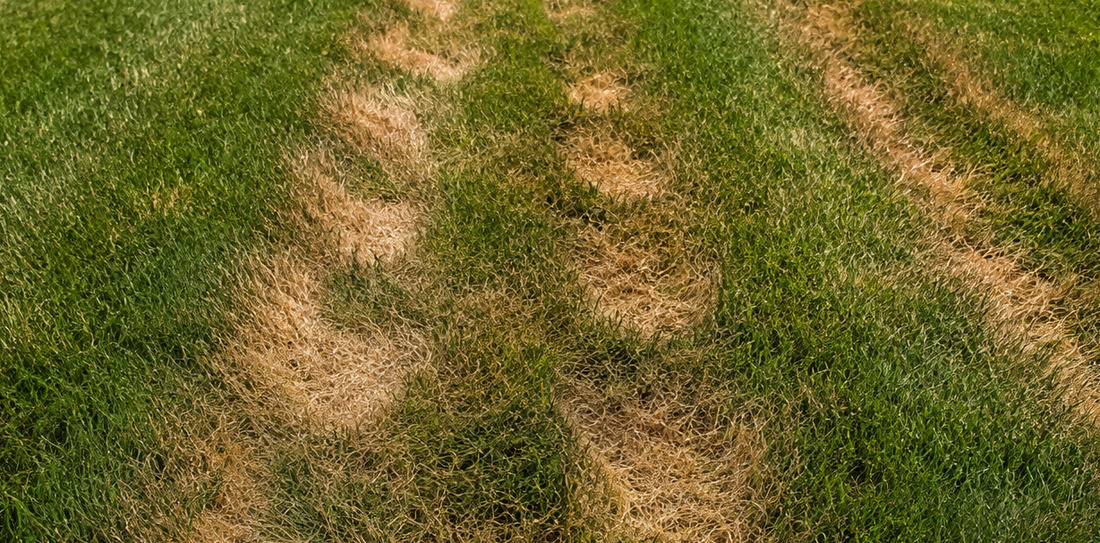 Brown and yellow mower tracks caused by heat stress in a Michigan lawn.