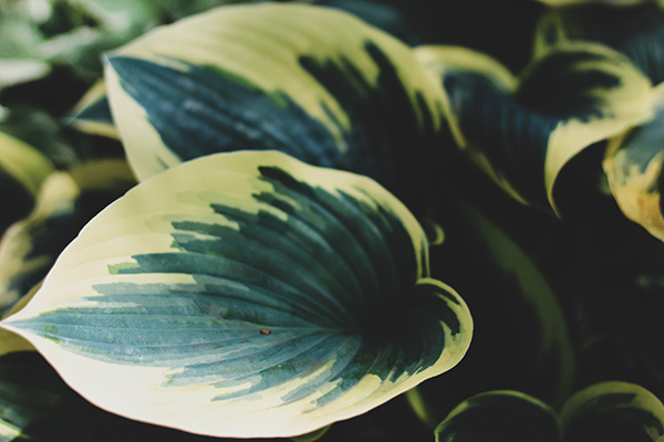 Close up of a hosta plant