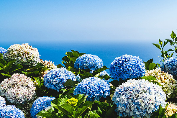 Close up of a Hydrangea shrub