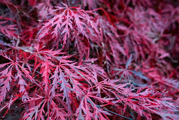 Close up of the leaves of a Japanese Maple tree