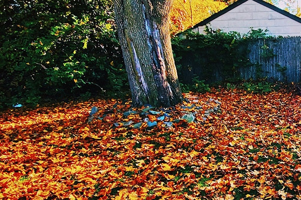 Leaves covering backyard lawn.
