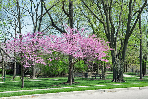 Eastern red bud trees