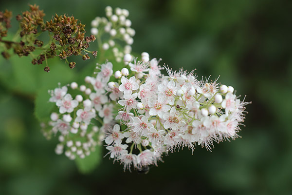 Close up of a Spiraea bloom