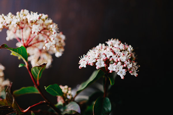 Close up of a Viburnum shrub