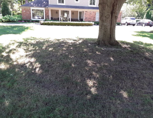 Picture of yard before aeration