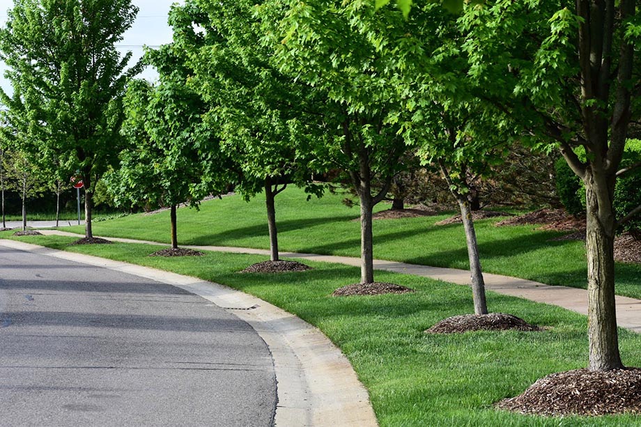 Row of trees and landscaping, clear of debris.