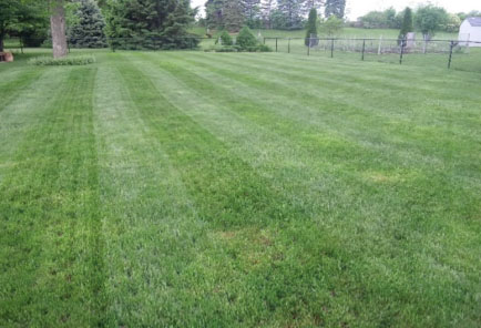 Picture of freshly aerated yard.