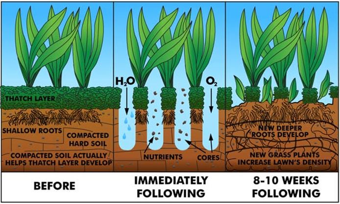 A figure depicting how aeration helps your lawn.