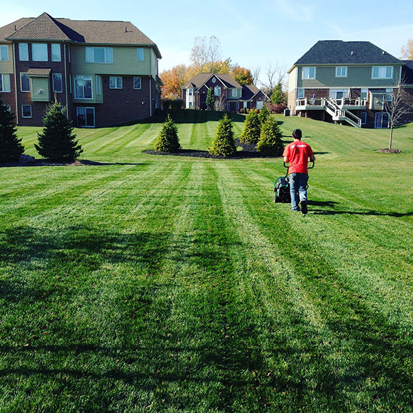 Small Yard Lawn Service